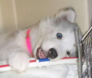 Siberian Husky Welpen