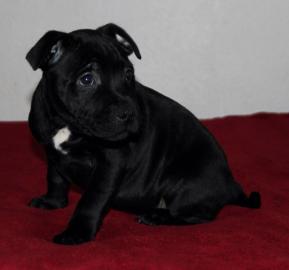 Wundersch�ne Staffiordshire Terrier Welp