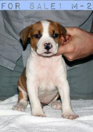 Wundersch�ne Staffiordshire Terrier Welp