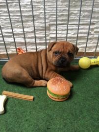 Wundersch�ne Staffiordshire Terrier Welp