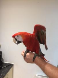 Scharlachrote Ara Papageien/