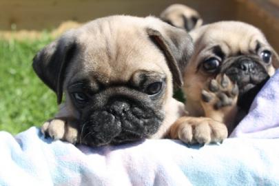 S��er Mops Welpe