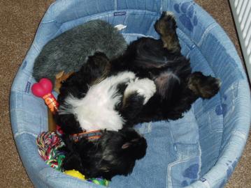 S�sse Tibet Terrier Welpen