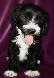 S�sse Tibet Terrier Welpen
