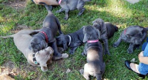 American Pitbull Blueline Welpen/blue li