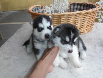 Mini pomsky Welpen auf der Suche nach