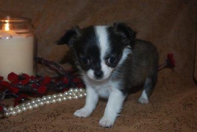 Chihuahua und Chihuahua-tak Welpen