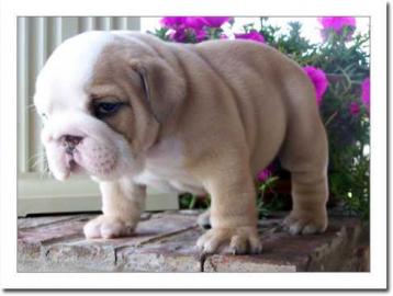 S��e Englisch Bulldoggen Welpen m.  Stamm