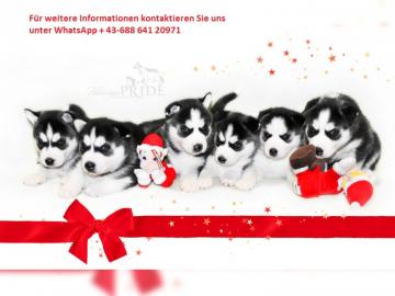 ausgebildete Siberian Husky-Welpen