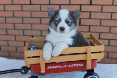 Reinrassige Pomsky Welpen Zum Verschenke