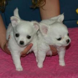 12 Wochen alt Chihuahua Welpen