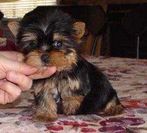 Weihnachten Yorkshire-Terrier-We