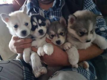 Sibirian Husky Whatsapp +33758481398