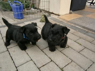 Bildsch�ne Scottish Terrier Welpen aus V