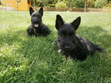 Bildsch�ne Scottish Terrier Welpen aus V