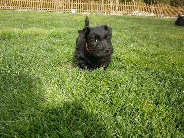 Bildsch�ne Scottish Terrier Welpen aus V