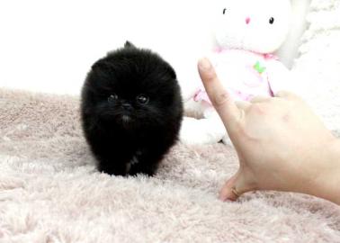 MINI POMERANIAN WELPE MIT PAPIEREN