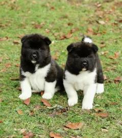 Akita Inu welpen
