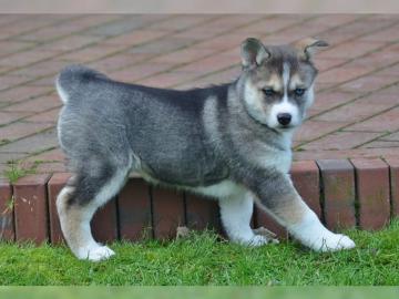 Unsere Siberian Husky Welpen