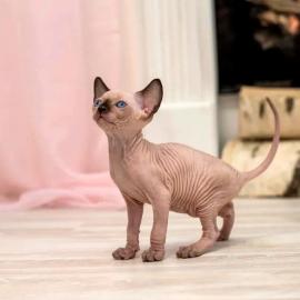 Reinrassige kanadische haarlose Sphynx-K