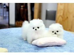 s��er Pomeranien Welpen