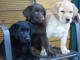Reinrassige Labradorwelpen mit Ahnentafe