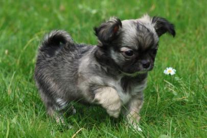 Chihuahua-Welpen