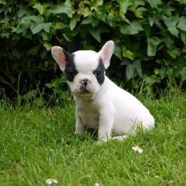 Franz�sische Bulldogge R�de Red /Fawn!