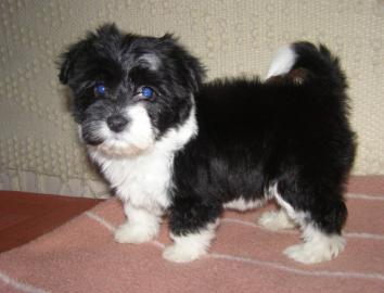 Mini Havaneser welpe