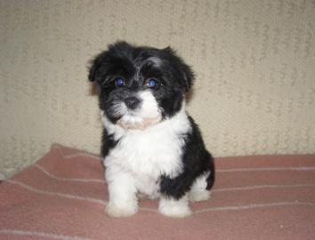 Mini Havaneser welpe