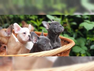 Franz?sische Bulldoggen Welpen
