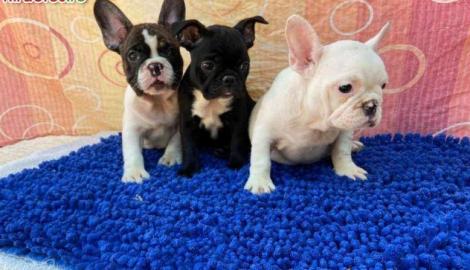 Franz?sische Bulldoggenwelpen zu verkauf