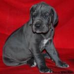 Deutsche Doggen Welpen mit Papieren what