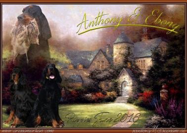 Gordon Setter FCI Welpen