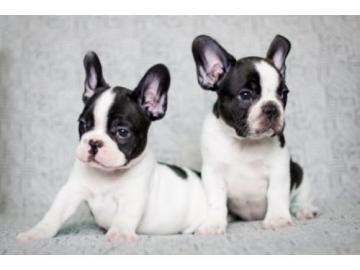 Franz�sische Bulldogge Welpen: WHATSAPP