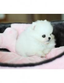 Annehmen Ihre Spitz H�ndchen