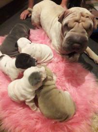 Sch?ne SHAR PEI welpen
