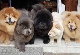 reinrassige Chow Chow Welpen
