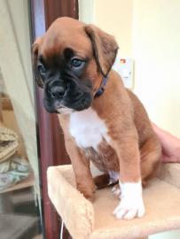 Boxerwelpen zu verkaufen