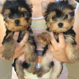 S??e Yorkie Welpen zu verkaufen