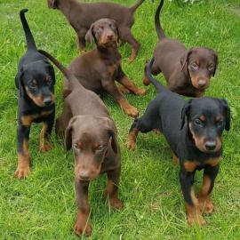 Erh?ltlich Dobermann Welpen mit Papieren