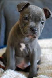 American Staffordshire Welpen Blue-Line