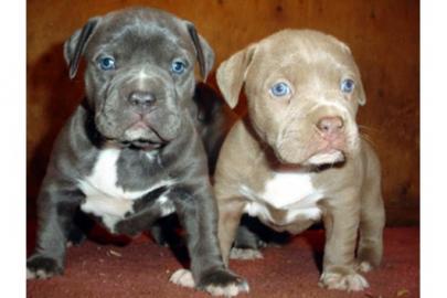American Pit Bull Terrier Welpen