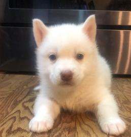 Siberian Husky puppies