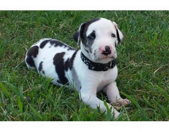 Gesunde Deutsche Dogge Welpen