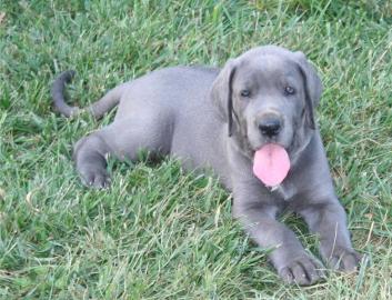 Gesunde Deutsche Dogge Welpen