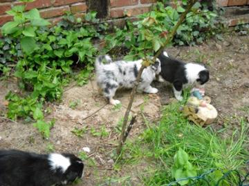 Traumhaft sch�ne Australian Shepherd Wel