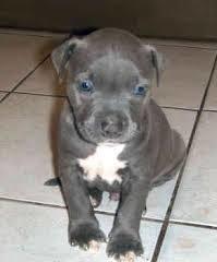 Vbcgdf Reinrassige American Pit Bull Ter