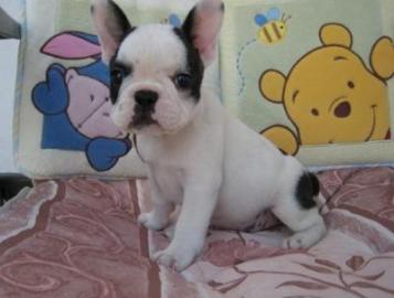 Franz�sische Bulldogge welpen suchen ein