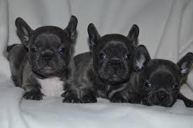 Franz�sische Bulldogge welpen suchen ein